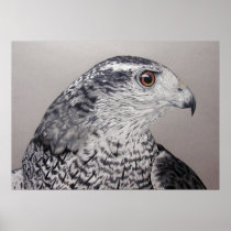 Goshawk