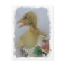 Gosling Postcard