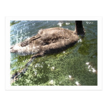 Gosling Postcard