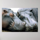 Gossip Hippopotamus Portrait Posters