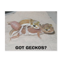 GOT GECKOS?