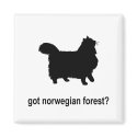 Got Norwegian Forest? magnets