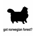 Got Norwegian Forest? t-shirts