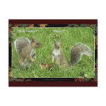 "GOT NUTS?" Post cards postcards