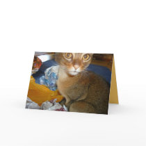 Got Presents? Cat Holiday Card