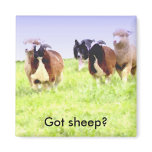 Got sheep? Border Collie magnet