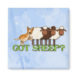 got sheep magnets