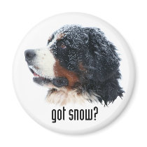 got snow?  Bernese Magnet