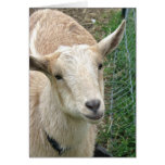 Got Your Goat 2 Cards