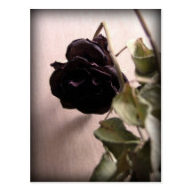 Gothic Dead Rose Postcards