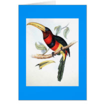 Gould - Banded Aracari Card