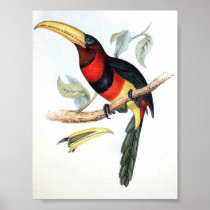 Gould - Banded Aracari Portfolio Print