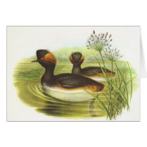 Gould - Black-Necked Grebe Podiceps nigricollis Card