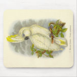 Gould - Blue-Eyed Cockatoo Mouse Pad mousepads