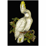Gould - Blue-Eyed Cockatoo Painting t-shirts