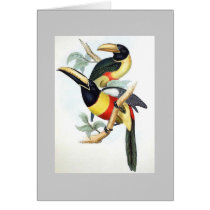 Gould - Cayenne Aracari Toucan Card