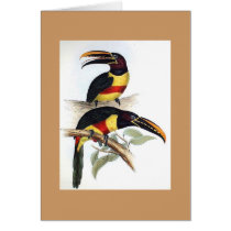 Gould - Chestnut-Eared Aracari Toucan Card