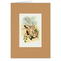 Gould - Costa's Calypte Hummingbird Greeting Card