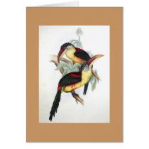 Gould - Curl-Crested Aracari Toucan Card