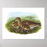 Gould - Curlew - Numenius arquata posters