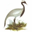 Gould - Demoiselle Crane - Anthropoides virgo t-shirts