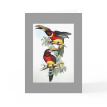 Gould - Double-Collared Aracari Toucan Card