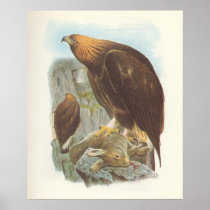 Gould - Golden Eagle - Aquila chrysaetos Posters