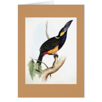 Gould - Golden-Green Aracari Toucan Card