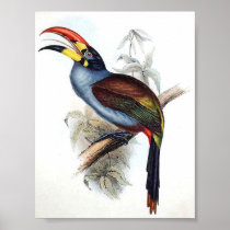 Gould - Grey-Breasted Aracari Toucan Portfolio Poster