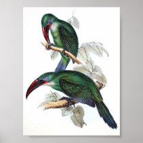 Gould - Groove-Bill Aracari Toucan Portfolio Posters