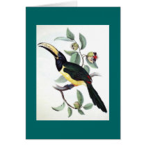 Gould - Humboldt's Aracari Toucan Card