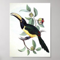 Gould - Humboldt's Aracari Toucan Portfolio Posters