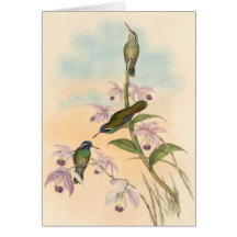 Gould Hummingbirds and Orchids Greeting Cards