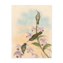 Gould Hummingbirds and Orchids Post Card