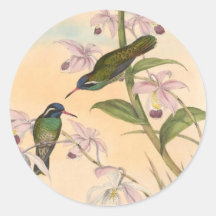 Gould Hummingbirds and Orchids Sticker