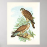 Gould - Kestrel - Falco tinnunculus Print