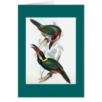 Gould - Koulik Aracari Toucan Greeting Cards