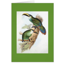 Gould - Langdorf's Aracari Toucan Cards