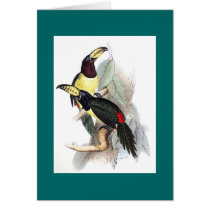 Gould - Lettered Aracari Toucan Card