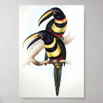 Gould - Many-Banded Aracari Toucan Posters