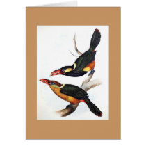 Gould - Natterer's Aracari Toucan Card