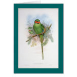 Gould - Nicobar Parrot Cards