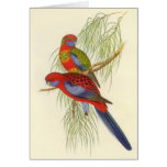 Gould - Pennant's Parakeet cards
