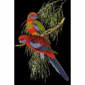 Gould - Pennant's Parakeet Painting t-shirts