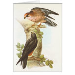 Gould - Red-Footed Falcon - Falco vespertinus Greeting Card