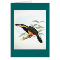 Gould - Reinwardt's Aracari Toucan Greeting Cards
