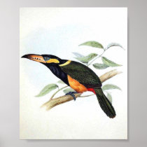 Gould - Reinwardt's Aracari Toucan Portfolio Posters
