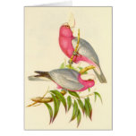 Gould - Rose-Breasted Cockatoo cards