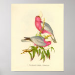 Gould - Rose-Breasted Cockatoo Portfolio posters