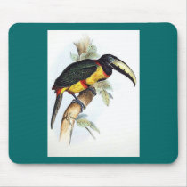 Gould - Royal Aracari Toucan Mouse Pad